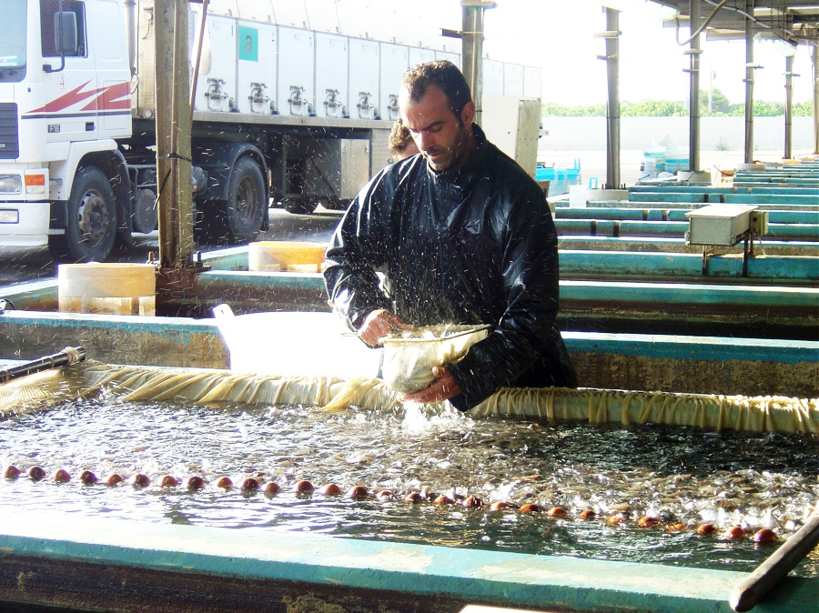 man working in fishing